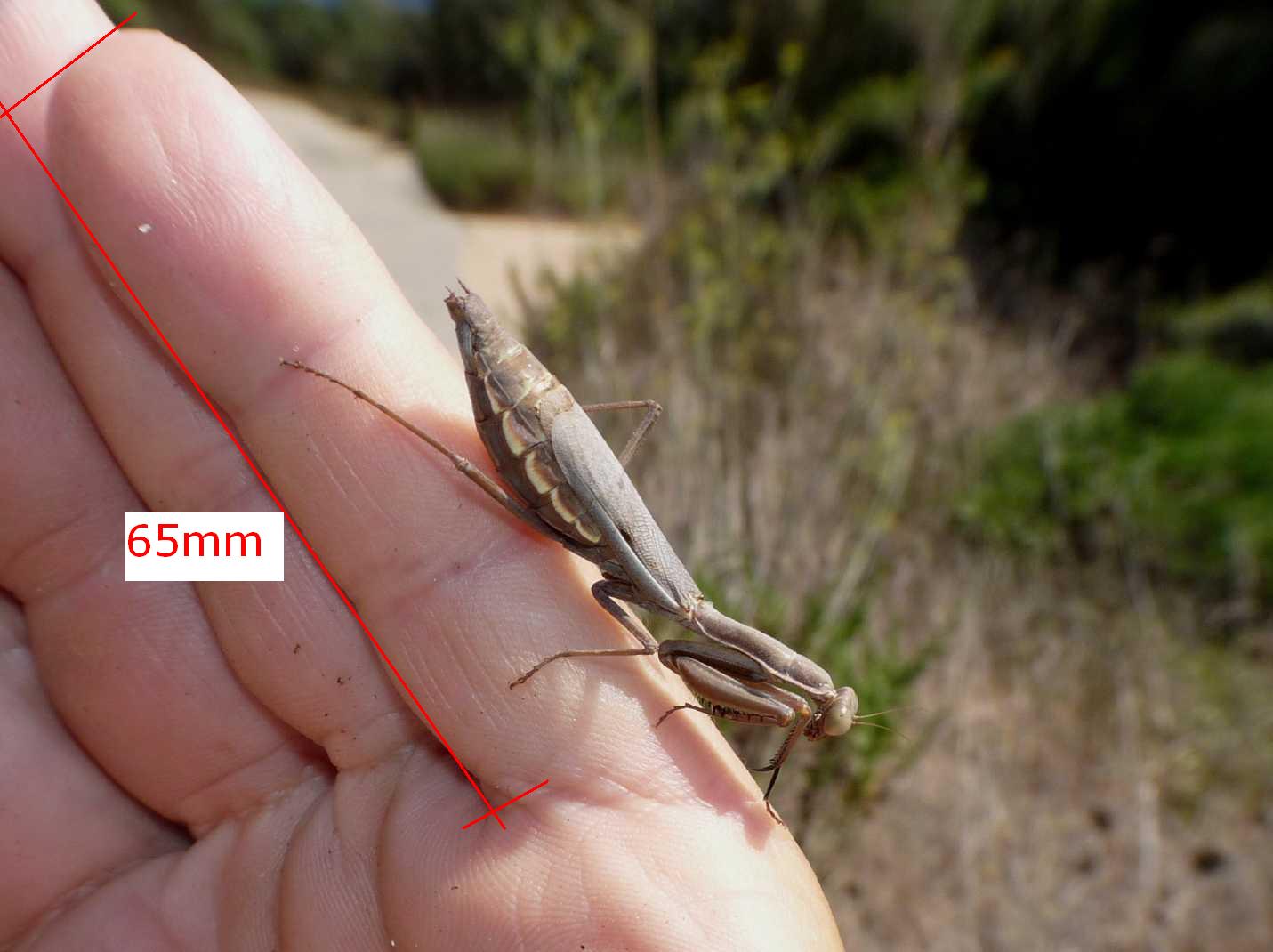 Iris ou Mantis? Iris (Creta)